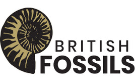 British Fossils