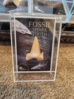British Fossils- Gift Boxed Fossils 2 Varieties (Shark Tooth or Ammonite)