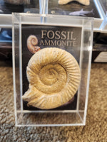 British Fossils- Gift Boxed Fossils 2 Varieties (Shark Tooth or Ammonite)