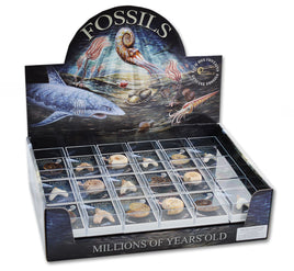 British Fossils- Gift Boxed Fossils 2 Varieties (Shark Tooth or Ammonite)