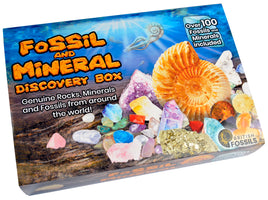 Fossiles britanniques - Boîte de découverte de fossiles et de minéraux