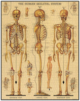 Cavallini – 1000 Pc Puzzle Skeletal System
